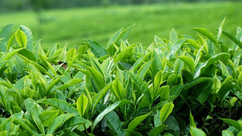 Dilmah Premium Quality Ceylon Tea Bags 100 Tea Bags - Image 5