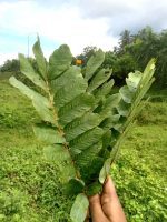 150Pc Dried Cassia Alata Leaves Ringworm Candle Bush Skin Care Herb Ceylon Tea - Image 3