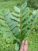 150Pc Dried Cassia Alata Leaves Ringworm Candle Bush Skin Care Herb Ceylon Tea - Image 5