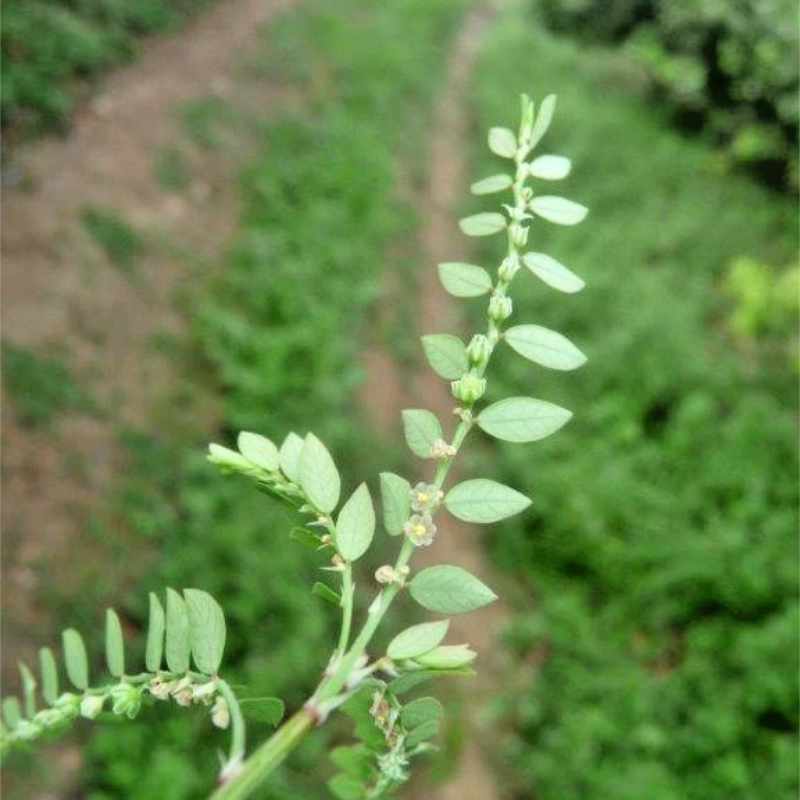 Phyllanthus urinaria