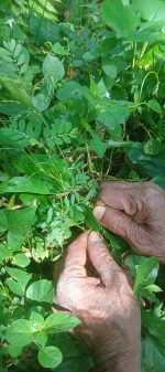 Phyllanthus urinaria