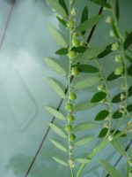 Phyllanthus urinaria