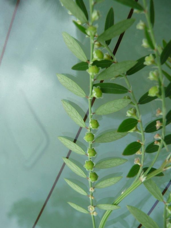 Phyllanthus urinaria