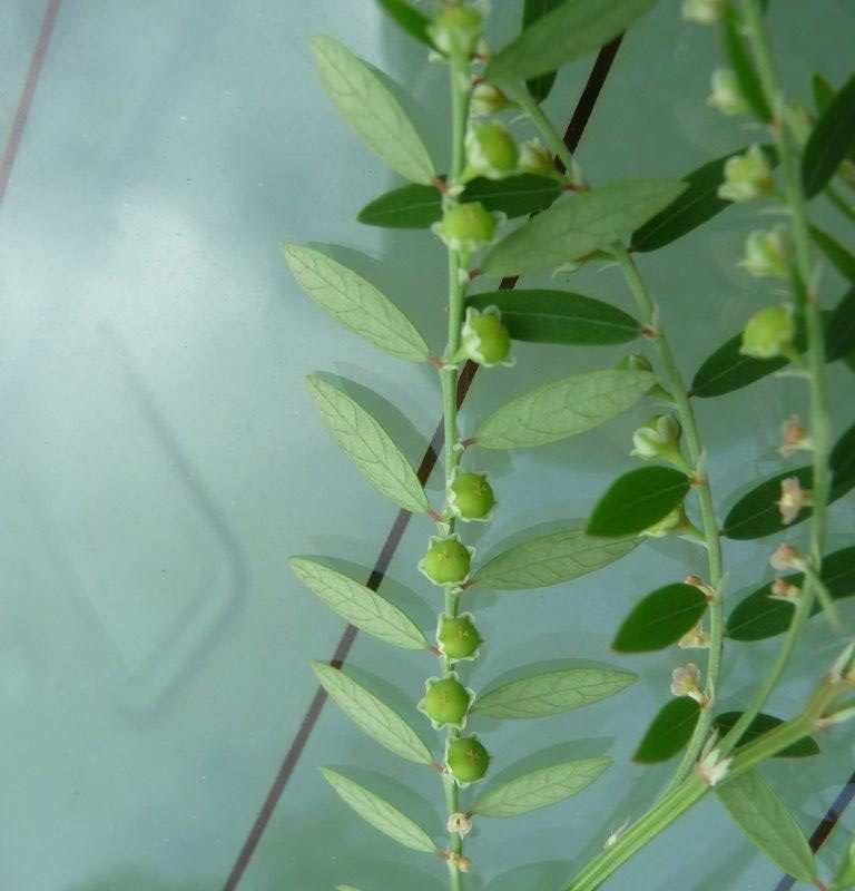 Phyllanthus urinaria