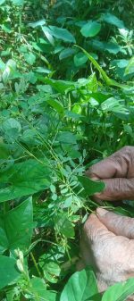 Phyllanthus urinaria