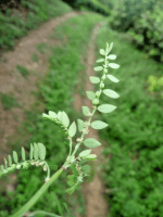 Phyllanthus urinaria